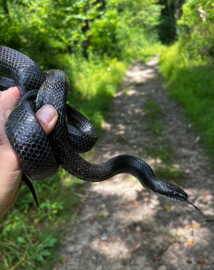Black Rat Snake